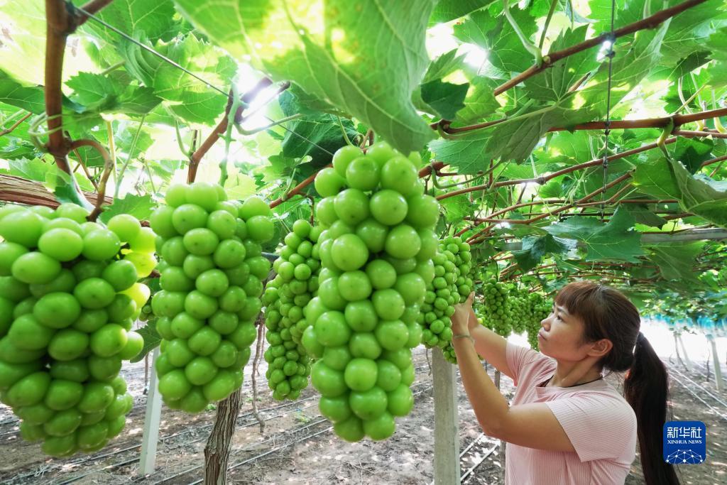 手机注册捕鱼送现金100捕鱼